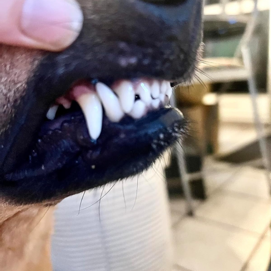 DentivaMint™ – Breaks Down Plaque Before It Hardens