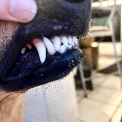 DentivaMint™ – Breaks Down Plaque Before It Hardens